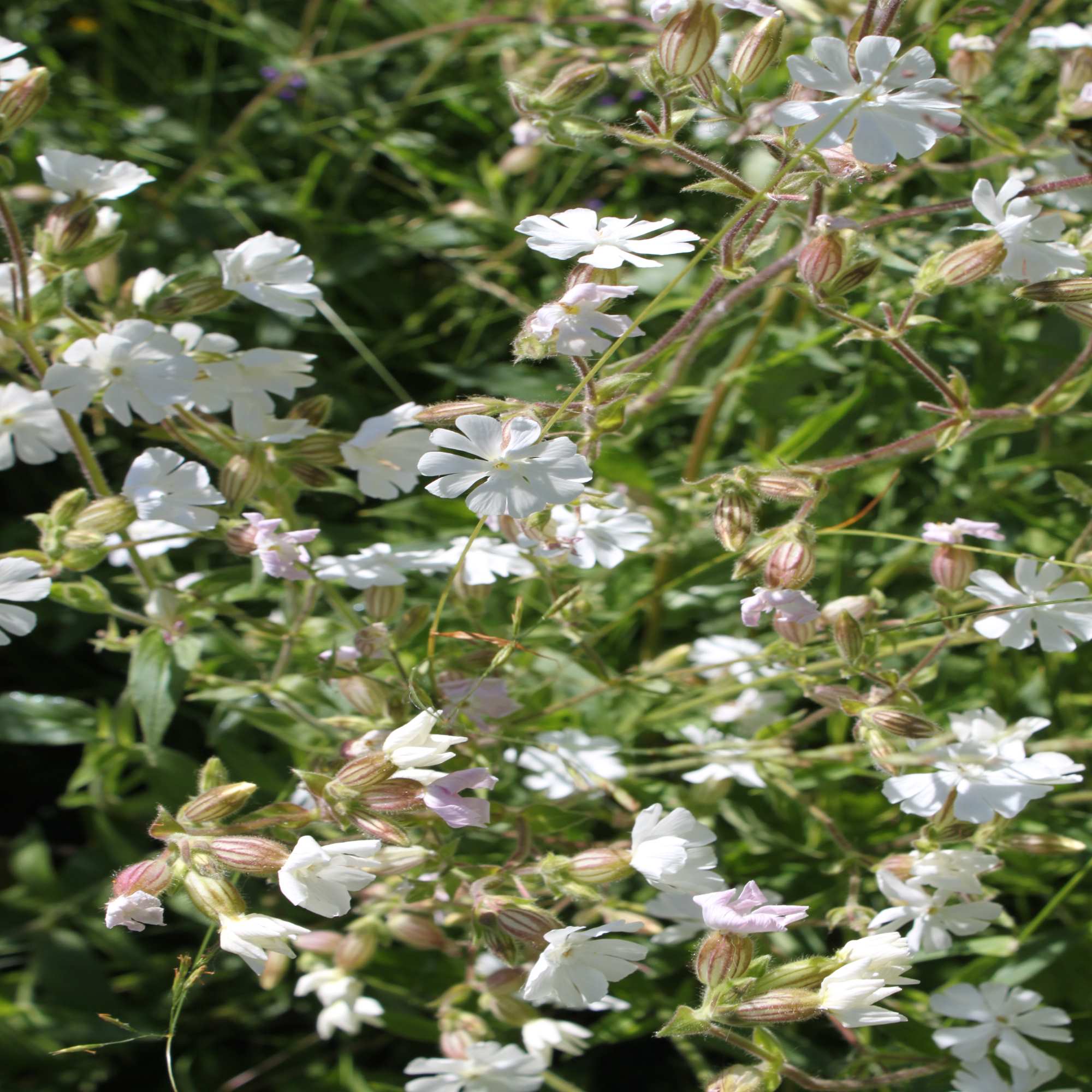 White Campion Wildflower Seed John Chambers