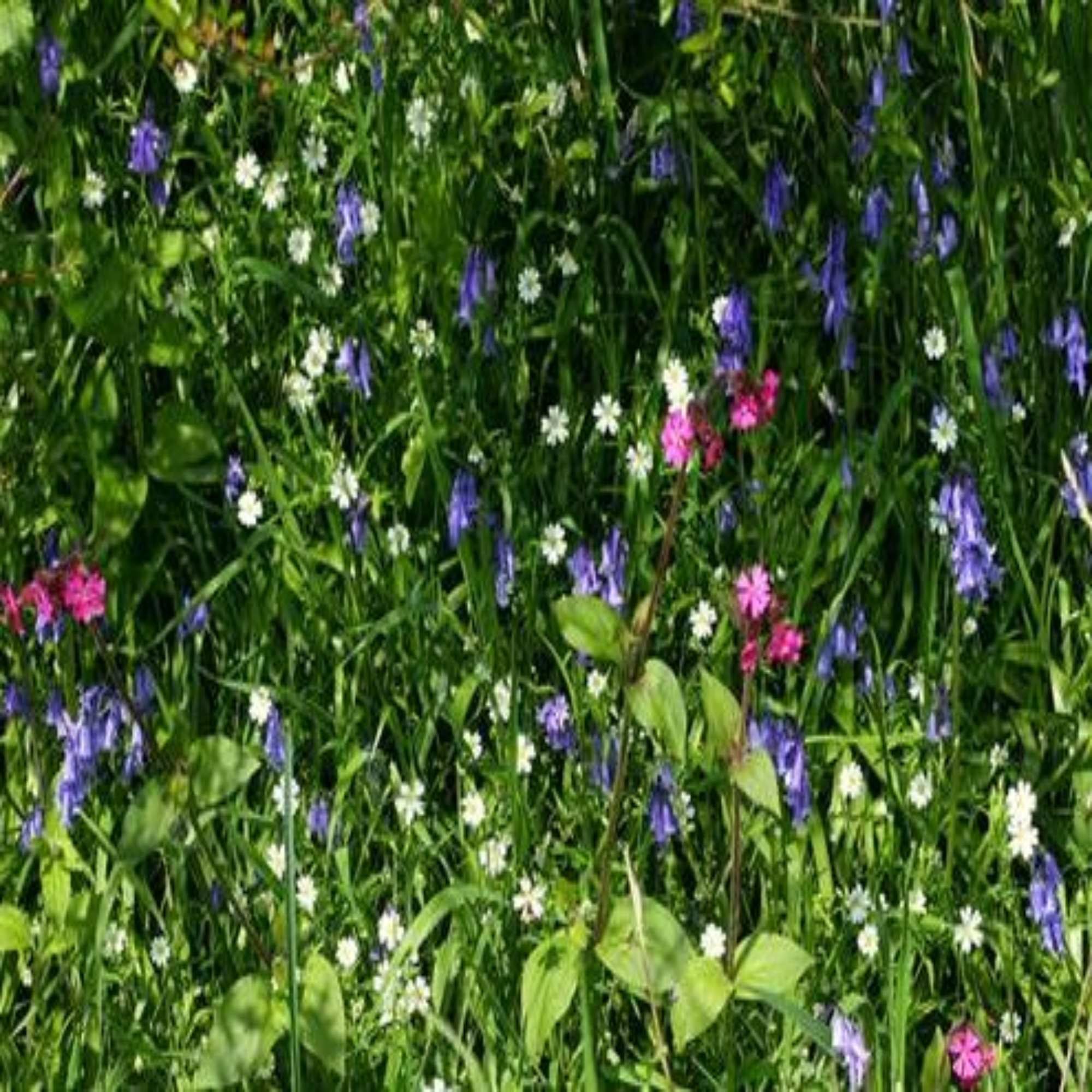 Woodland Edge Hedgerow & Shady Area Wild Flower seed Meadow Mix 18  20g to 20 kg 