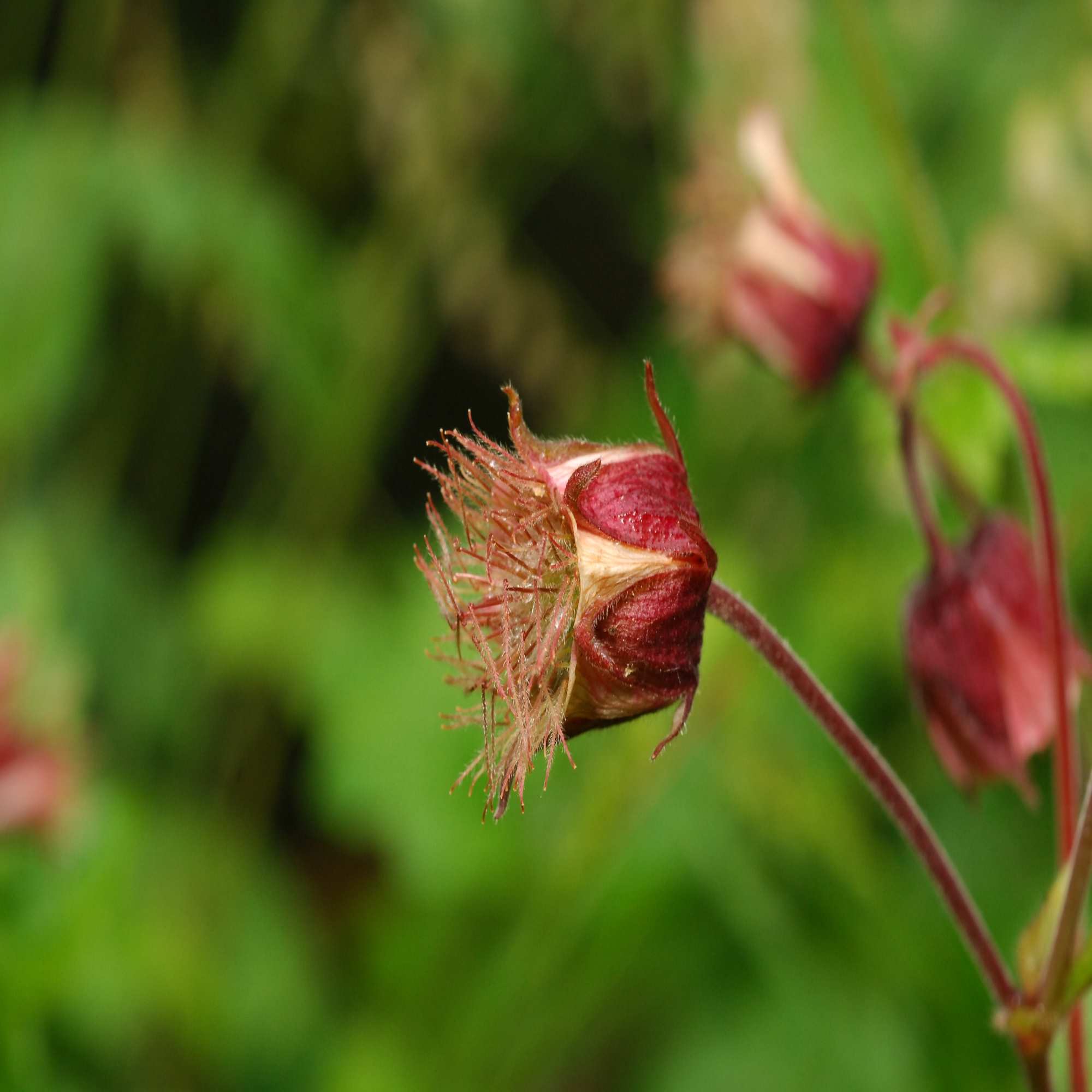 Red wildflowers clearance