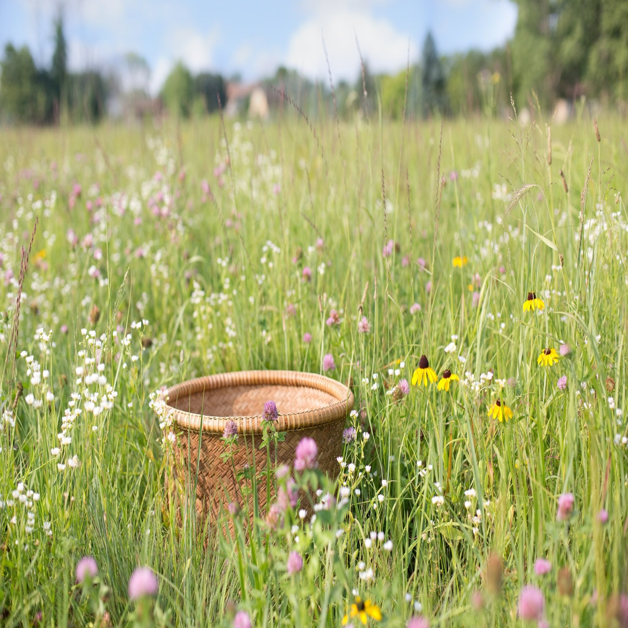 Bespoke Wildflower Mixes & Gifts