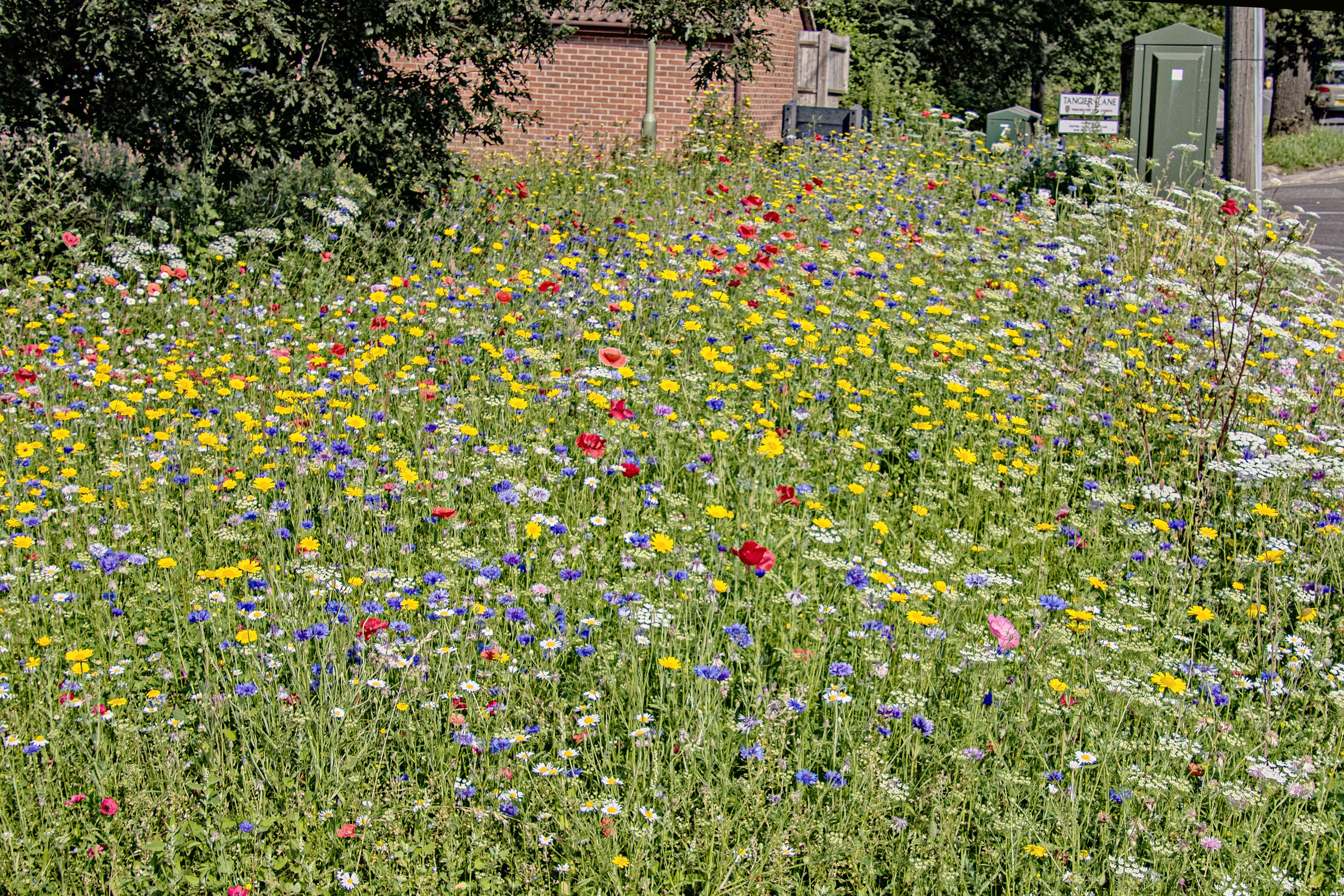 John Chambers Wildflower Seed supplied to Bishop’s Waltham in Bloom