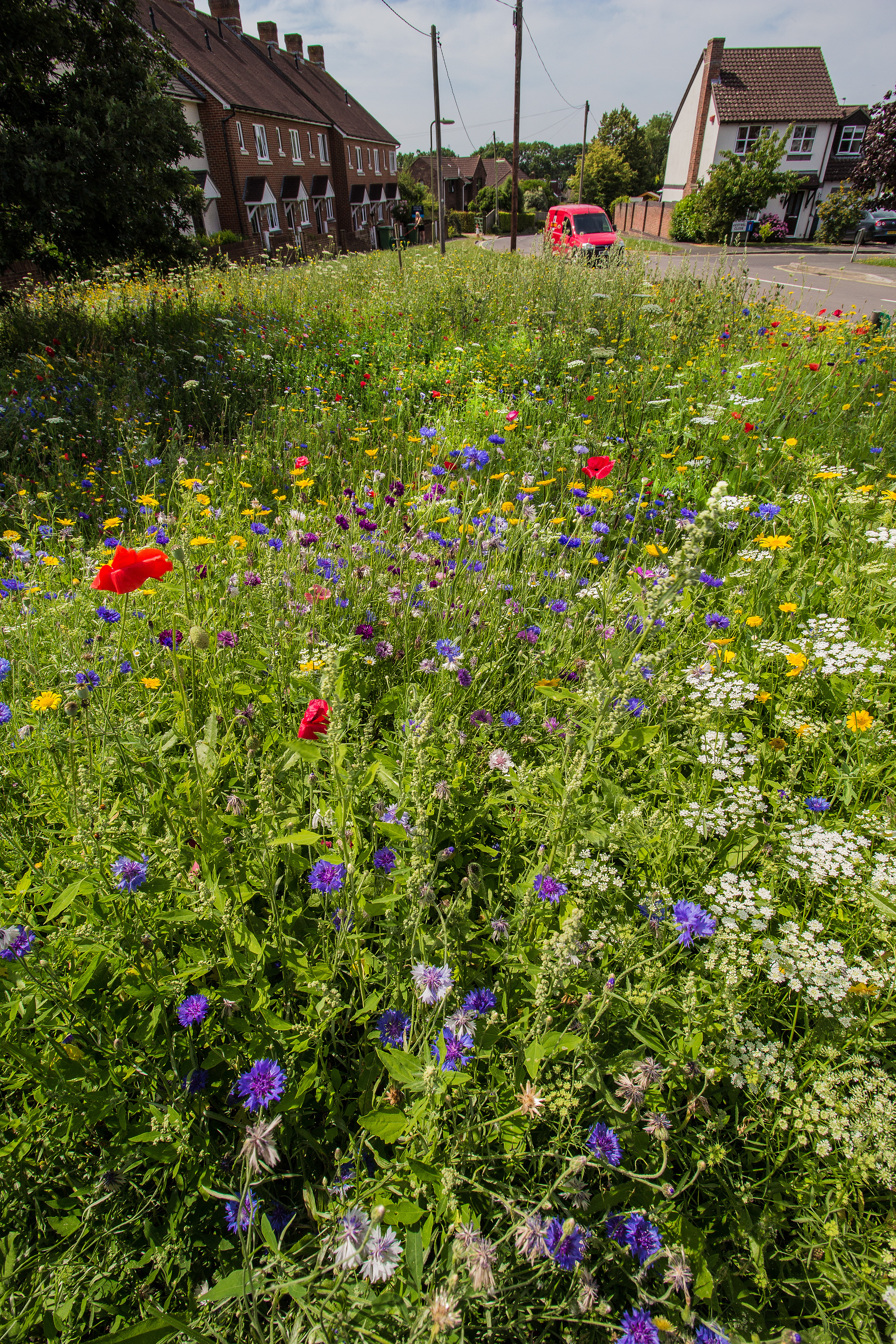 John Chambers Wildflower Seed supplied to Bishop’s Waltham in Bloom
