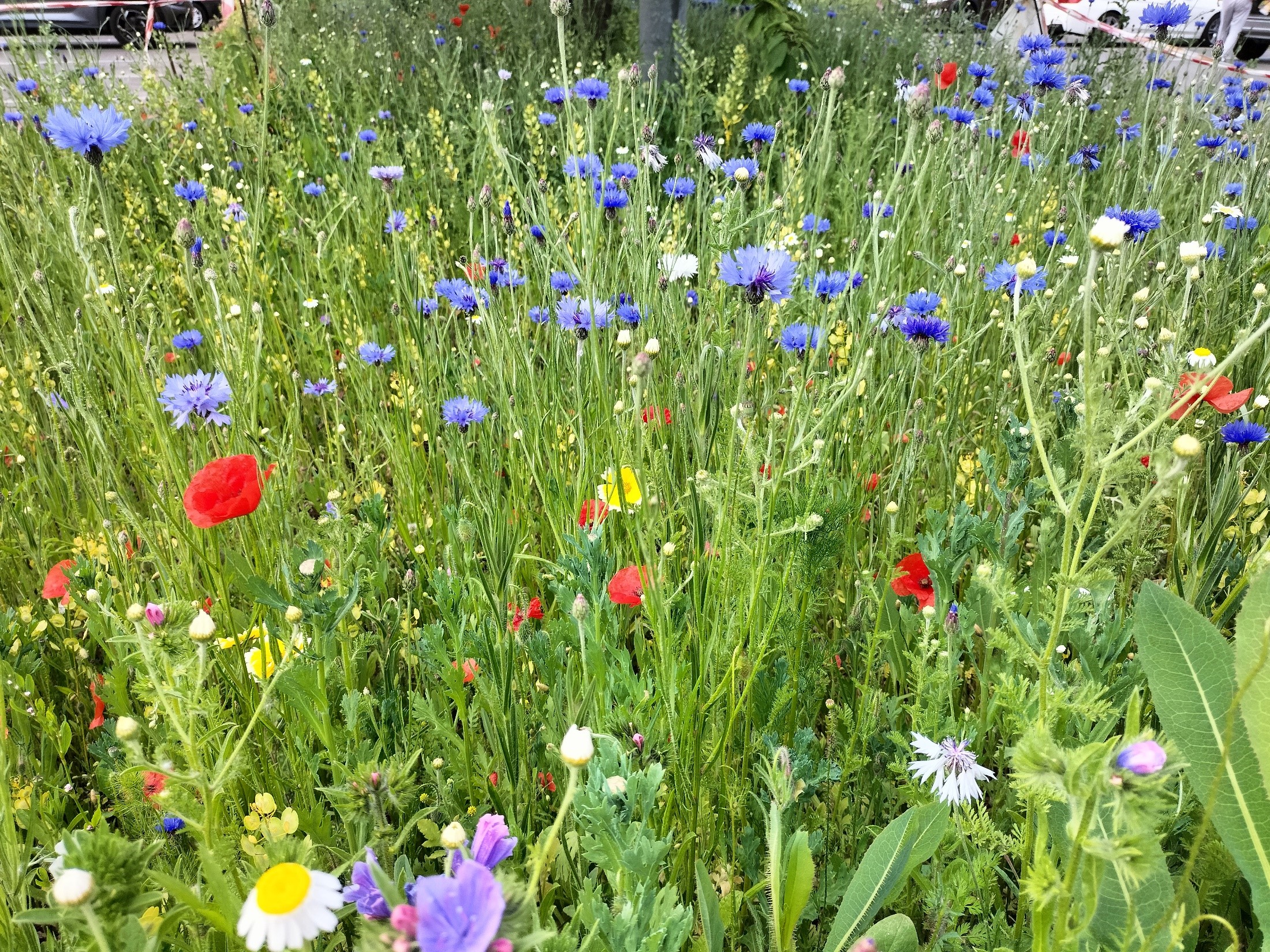 John Chambers Wildflower Seed Help Transform Basildon’s Green Spaces