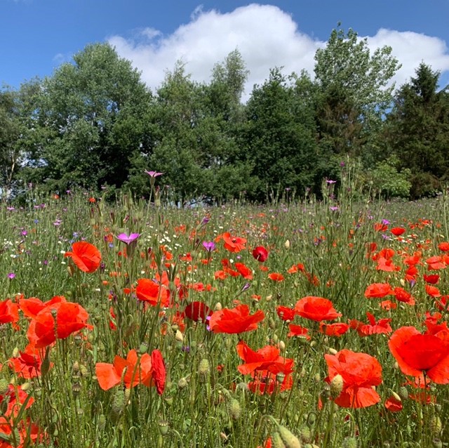 Coopers Field, Norfolk