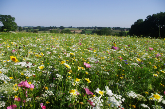 3 -Acre Wildflower Area Creating Using John Chambers Highfield Mix 