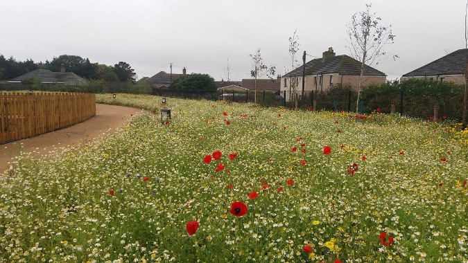 John Chambers Wildflower Seed Supplied for Innovative New Scottish Wick Campus