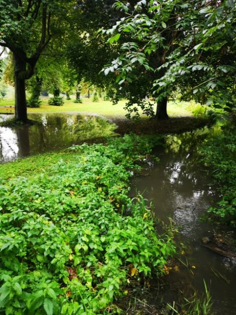 John Chambers Wildflower Seed Helps Enhance Biodiversity at Tottle Brook Watercourse in Nottingham