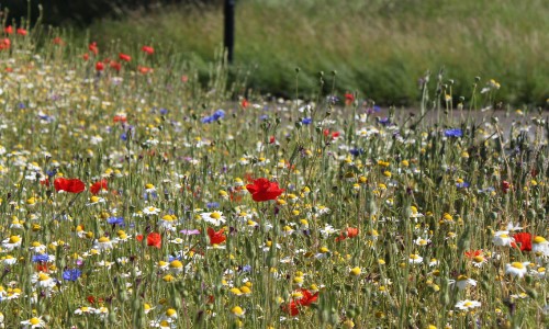 Wildflowers At York University