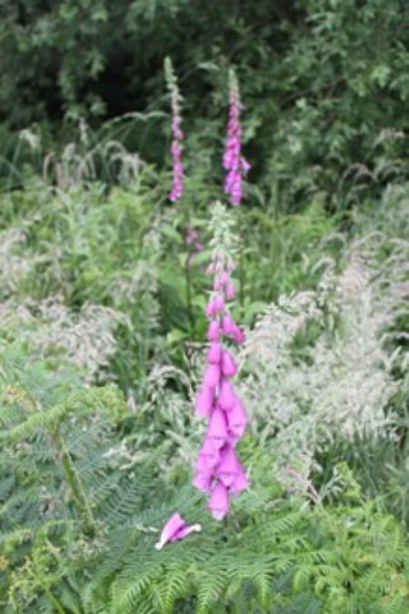 Seed donation to Three-Hagges Wood