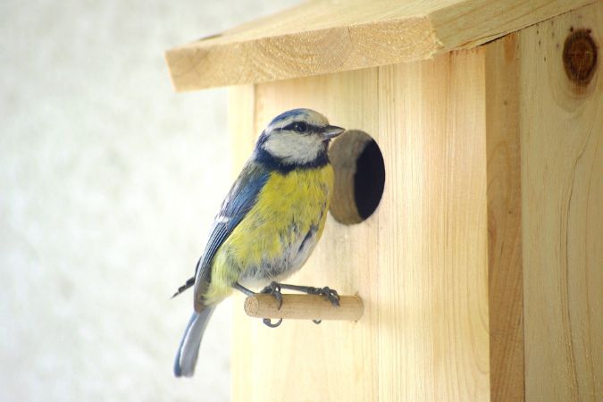 National Nest Box Week 