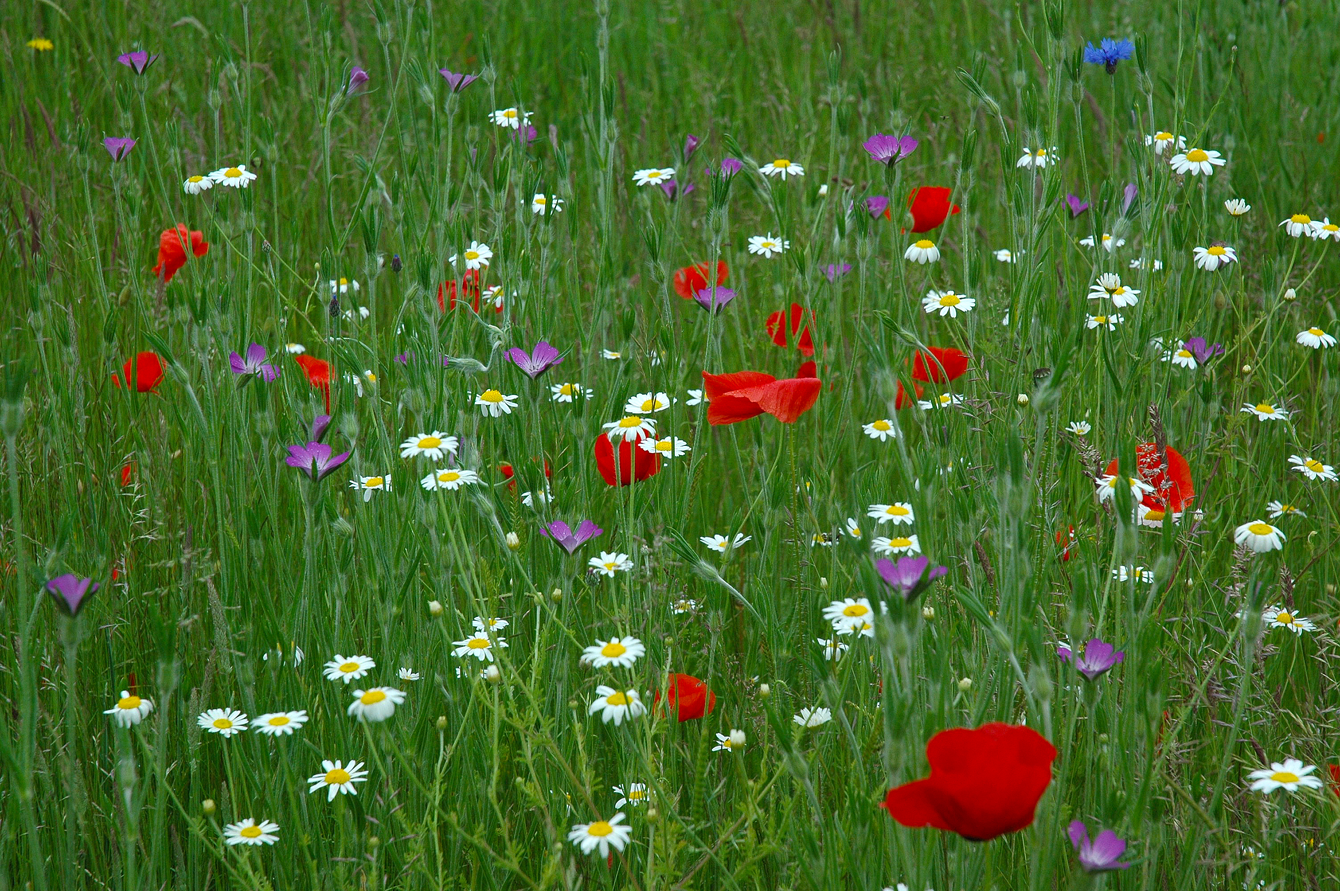 Three Hagges Wood-Meadow