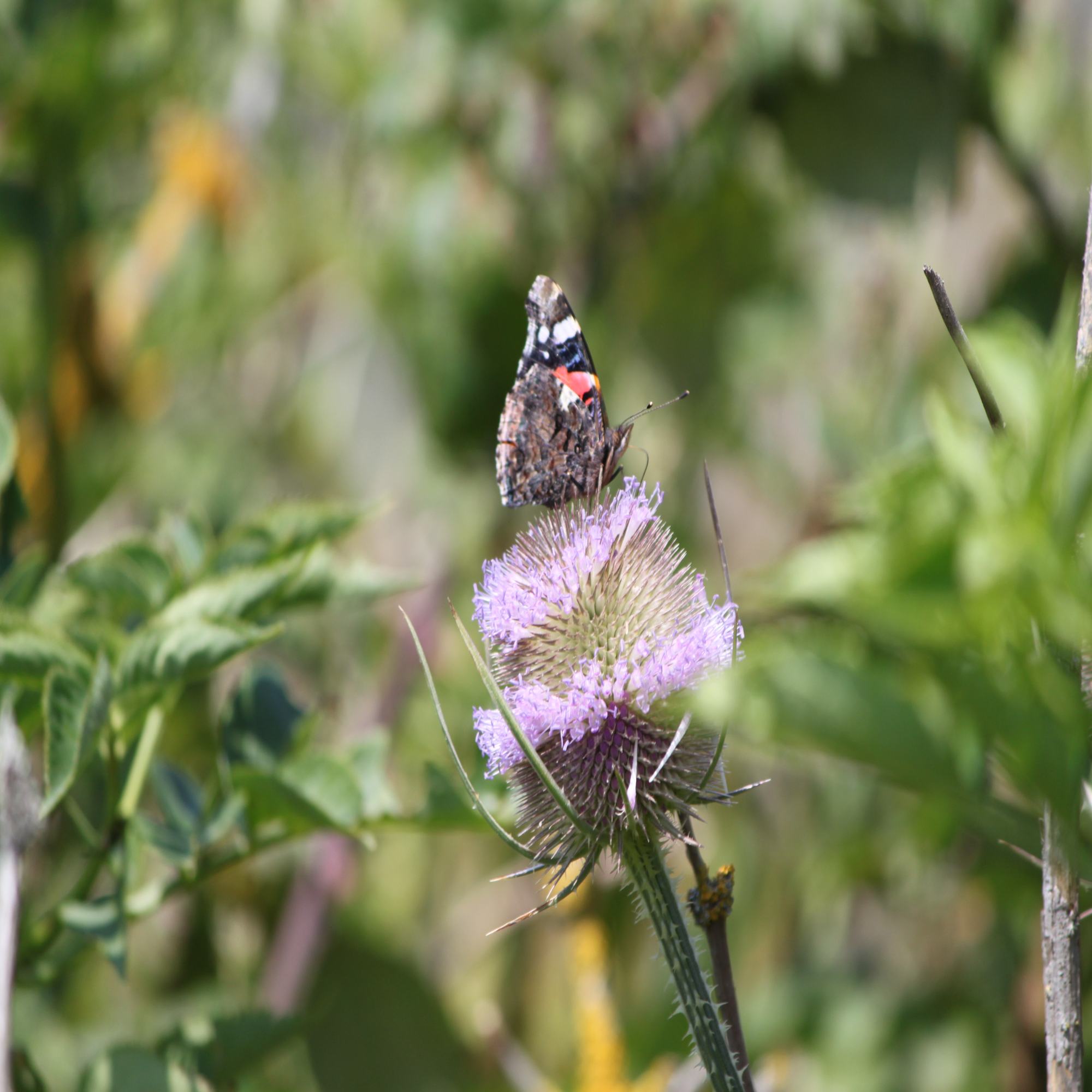 Protecting Butterflies