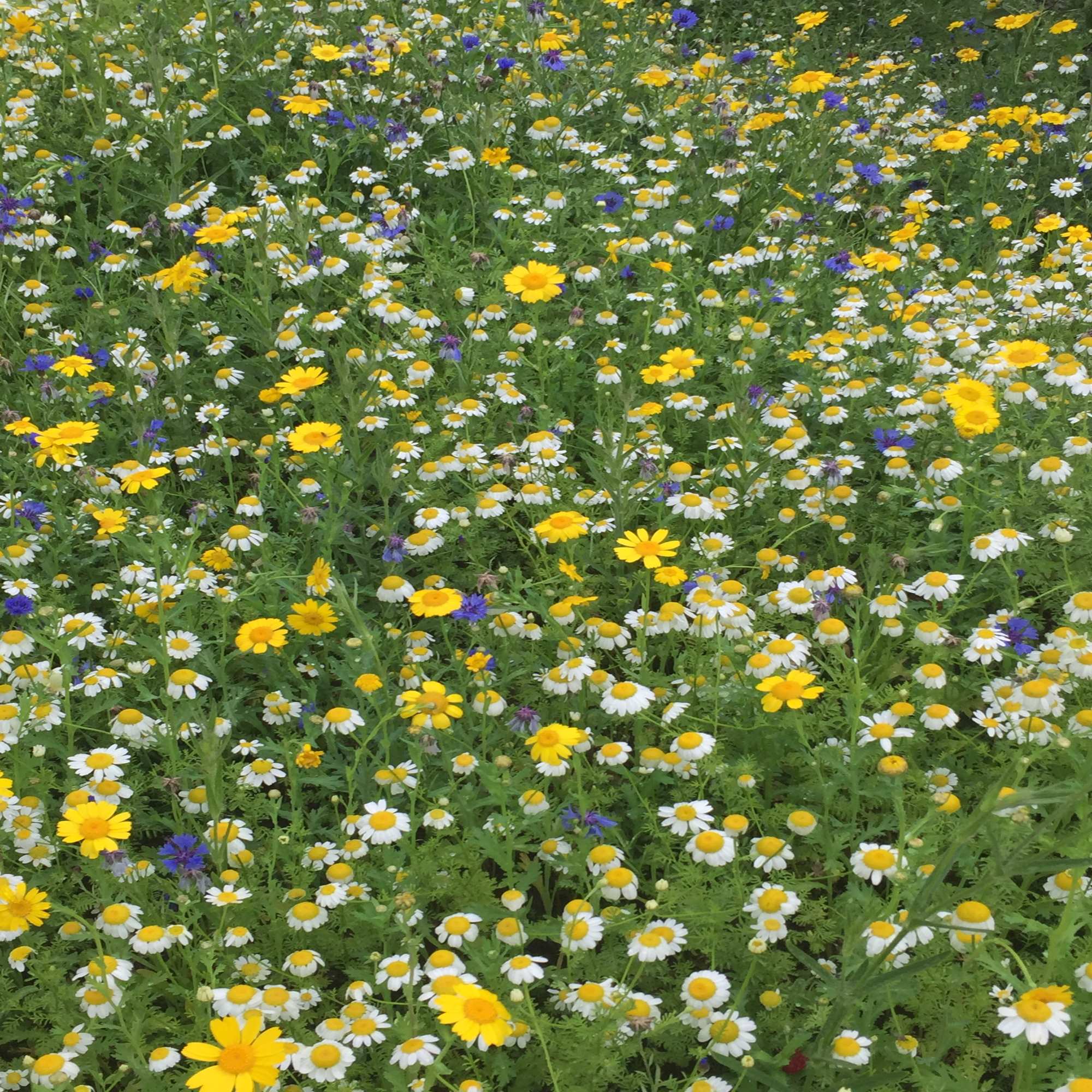 Annual Wildflower Seeds