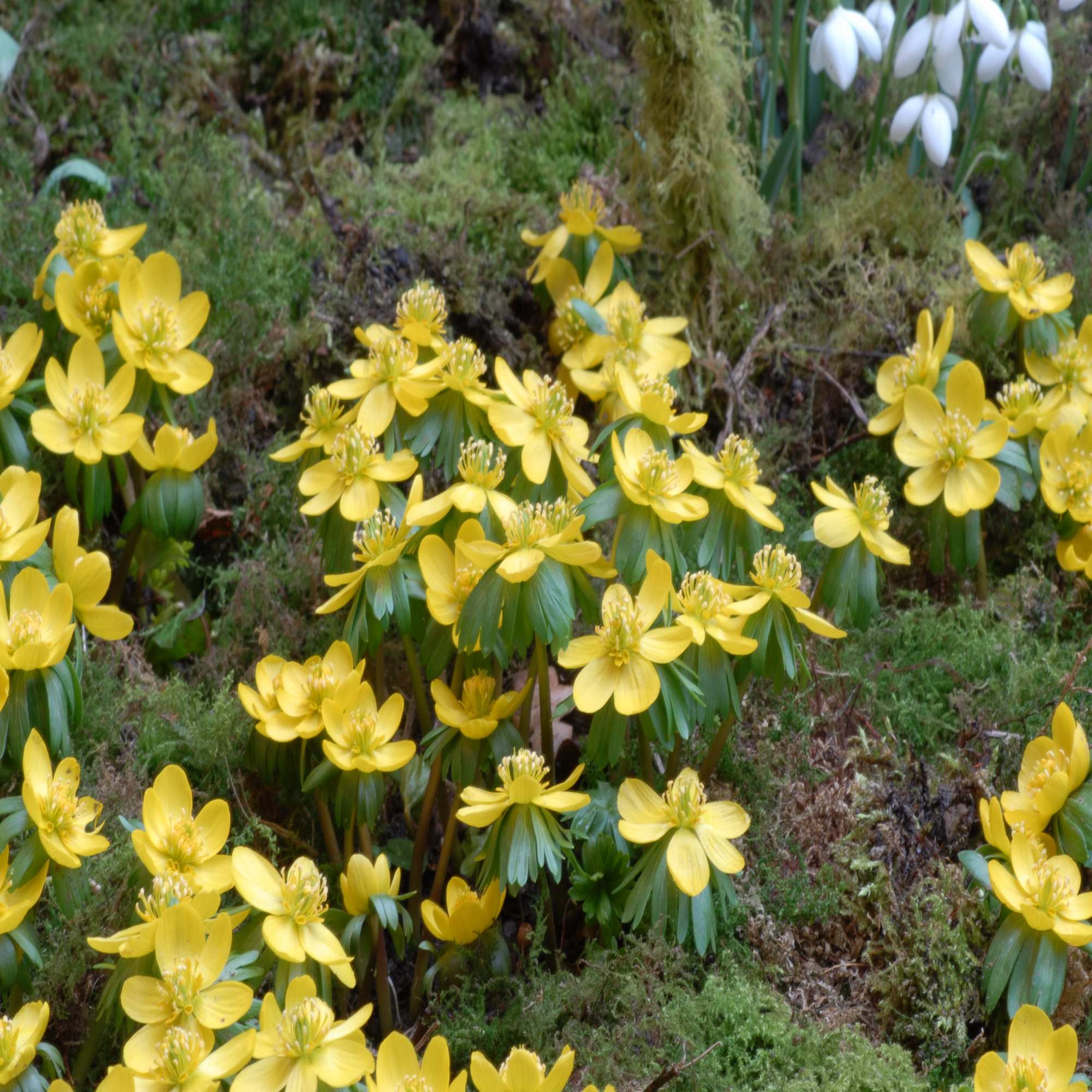 UK Native Wildflower Bulbs