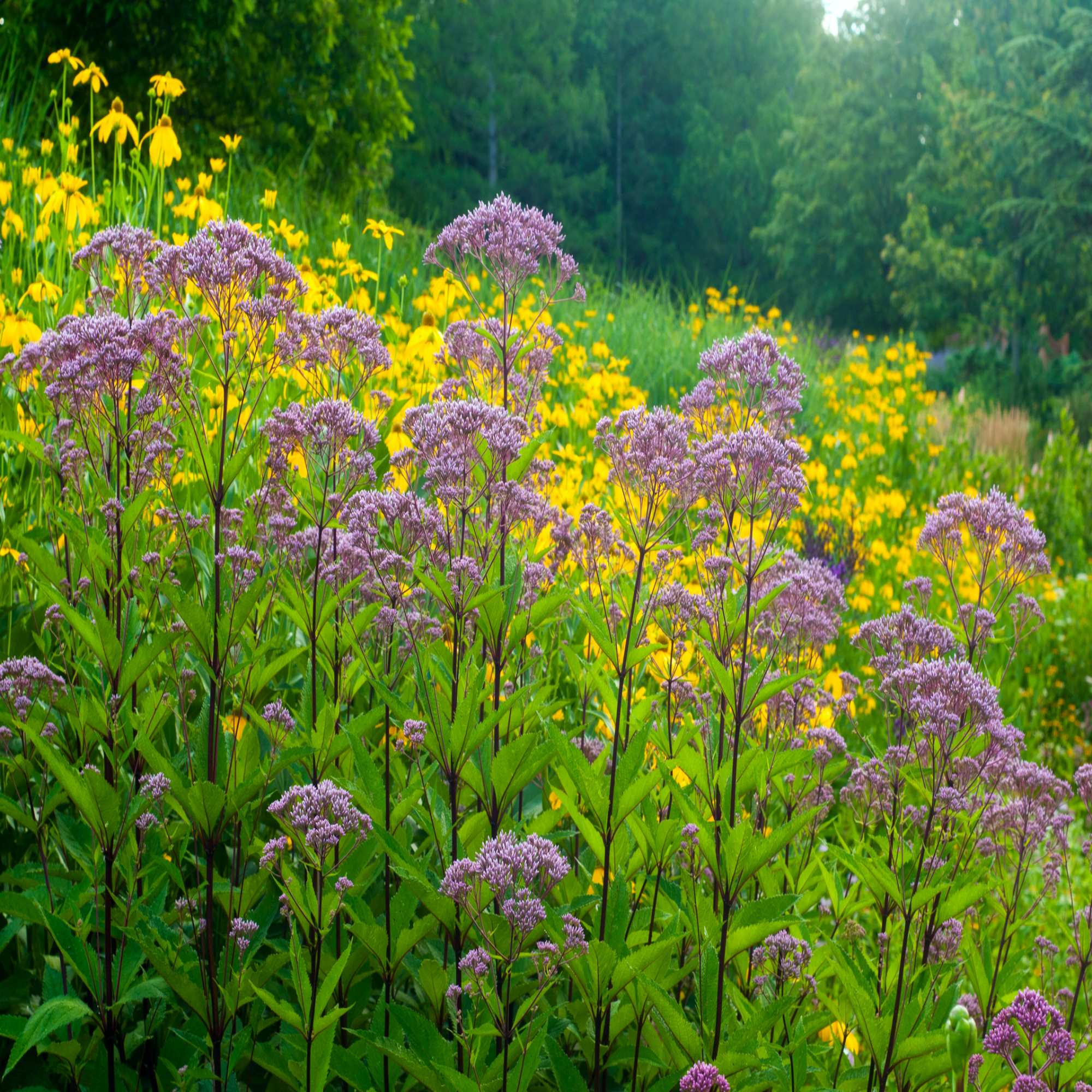 Heritage Woodland/Shaded Areas 100 Wildflower Seed Mix 100