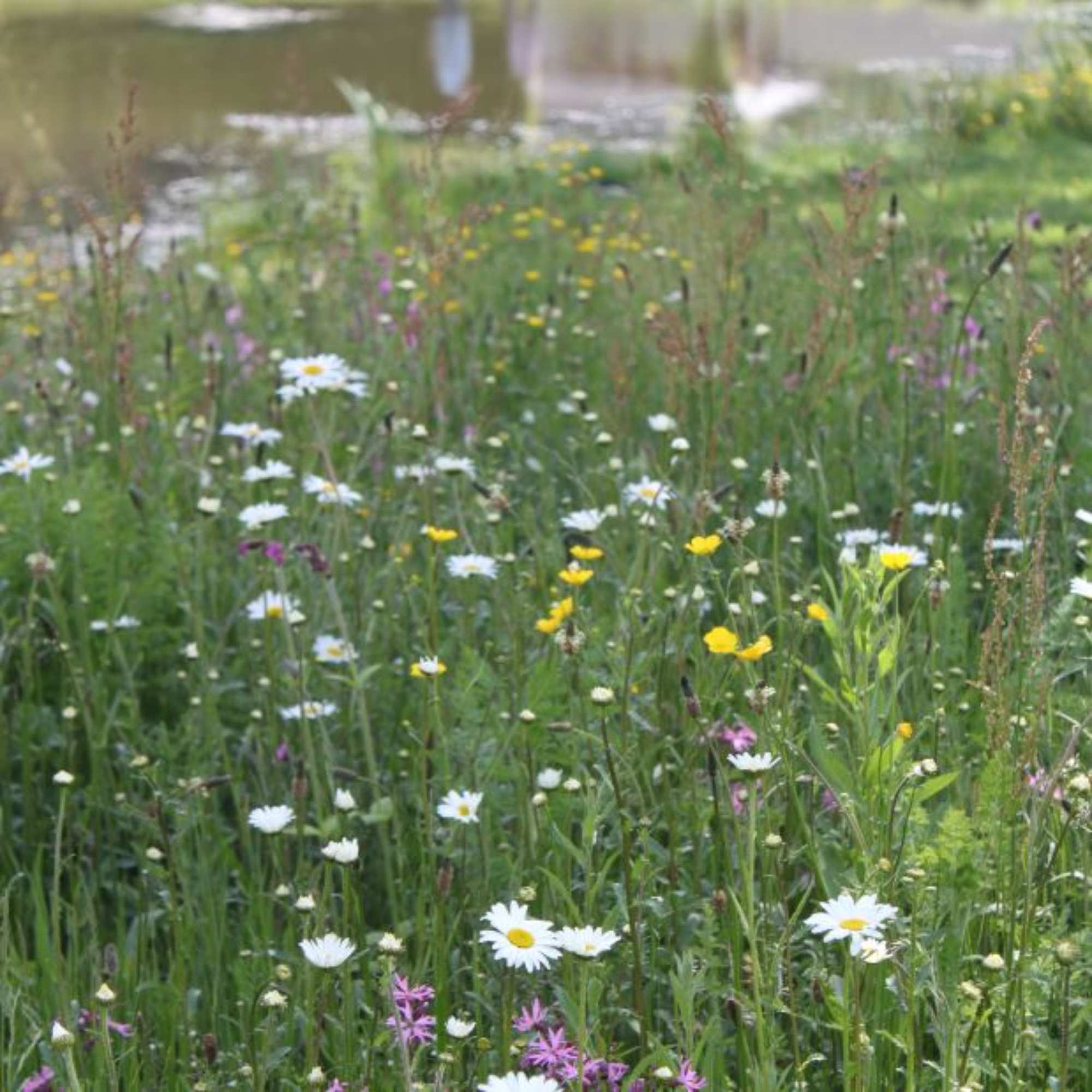 Wildflower Seeds & Mixes