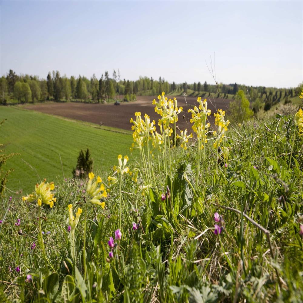 Heritage Calcareous Soils 100 Wildflower Seed Mix 100 Wildflower