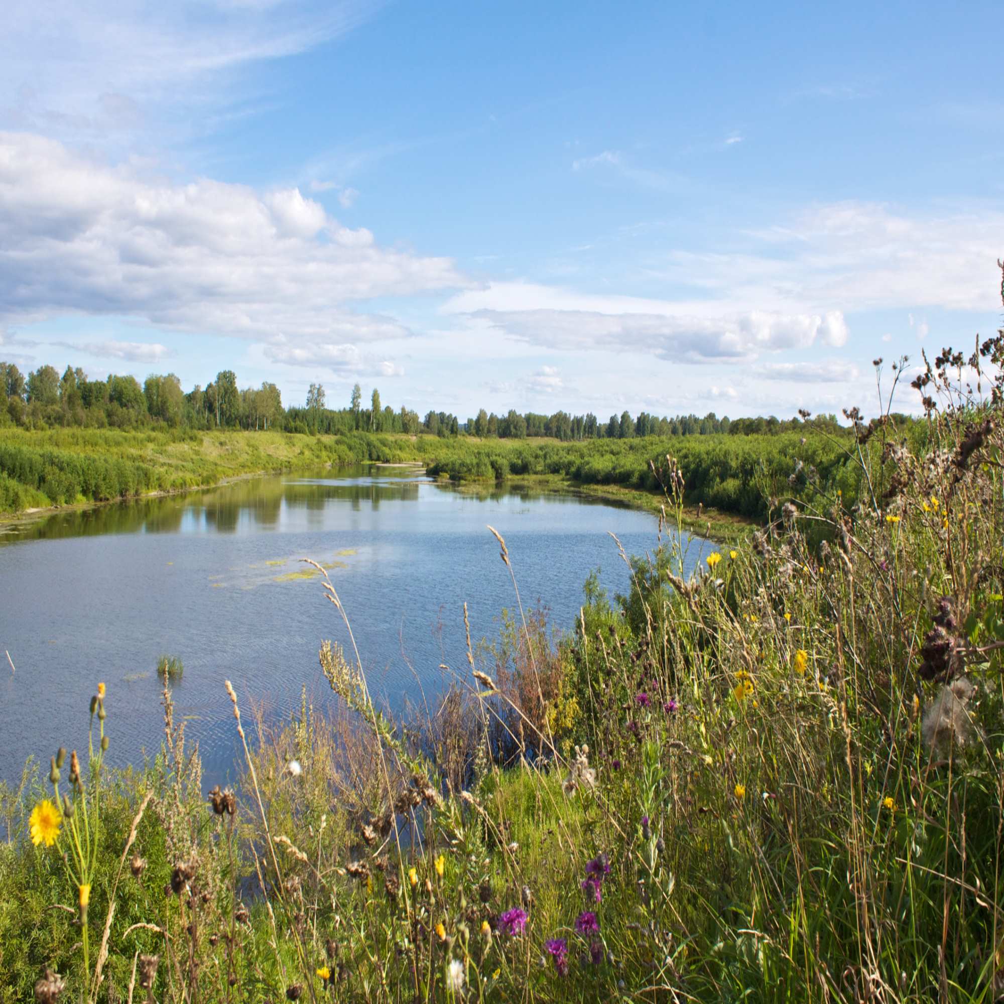 Wildflowers For Soil Types