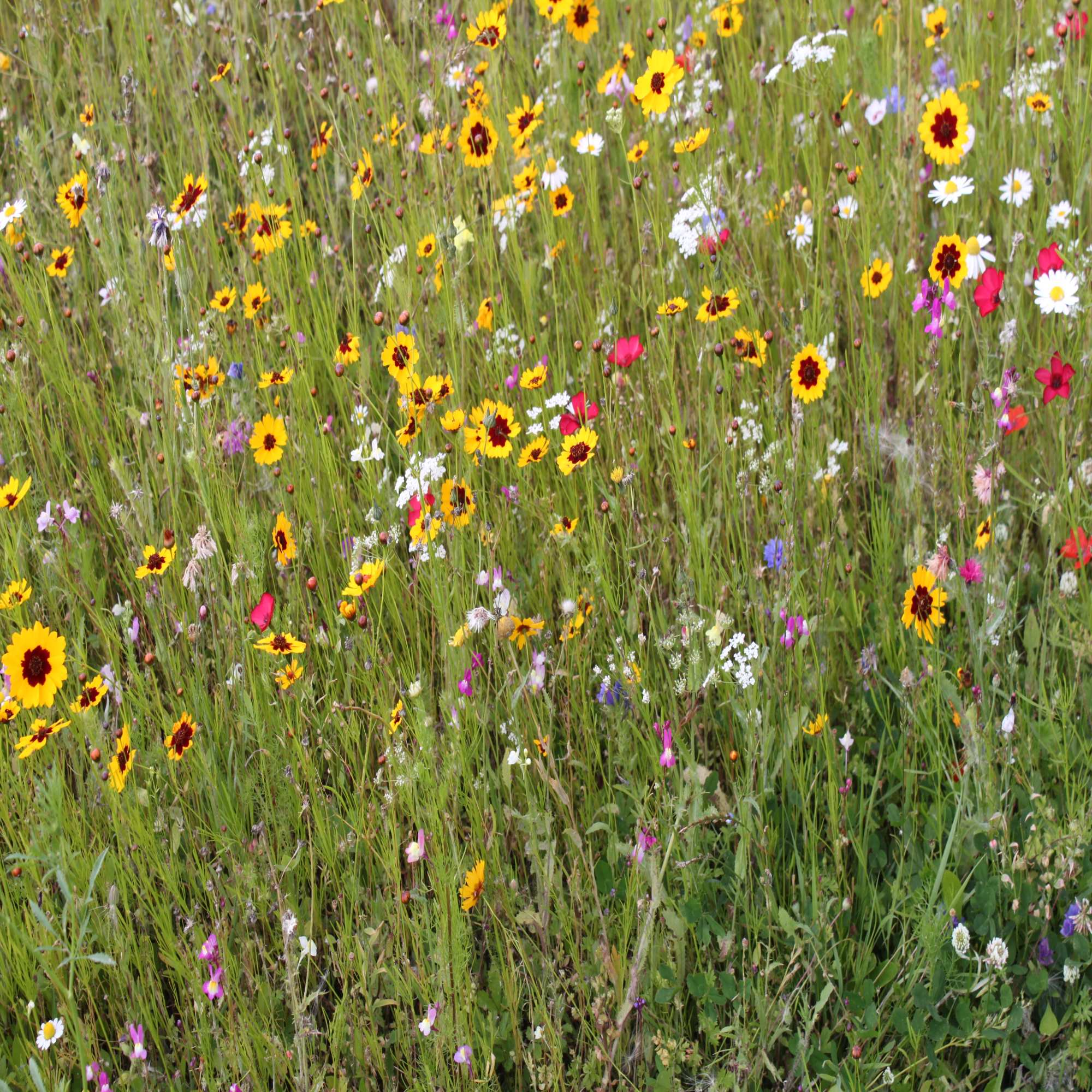 Wildflower Seeds