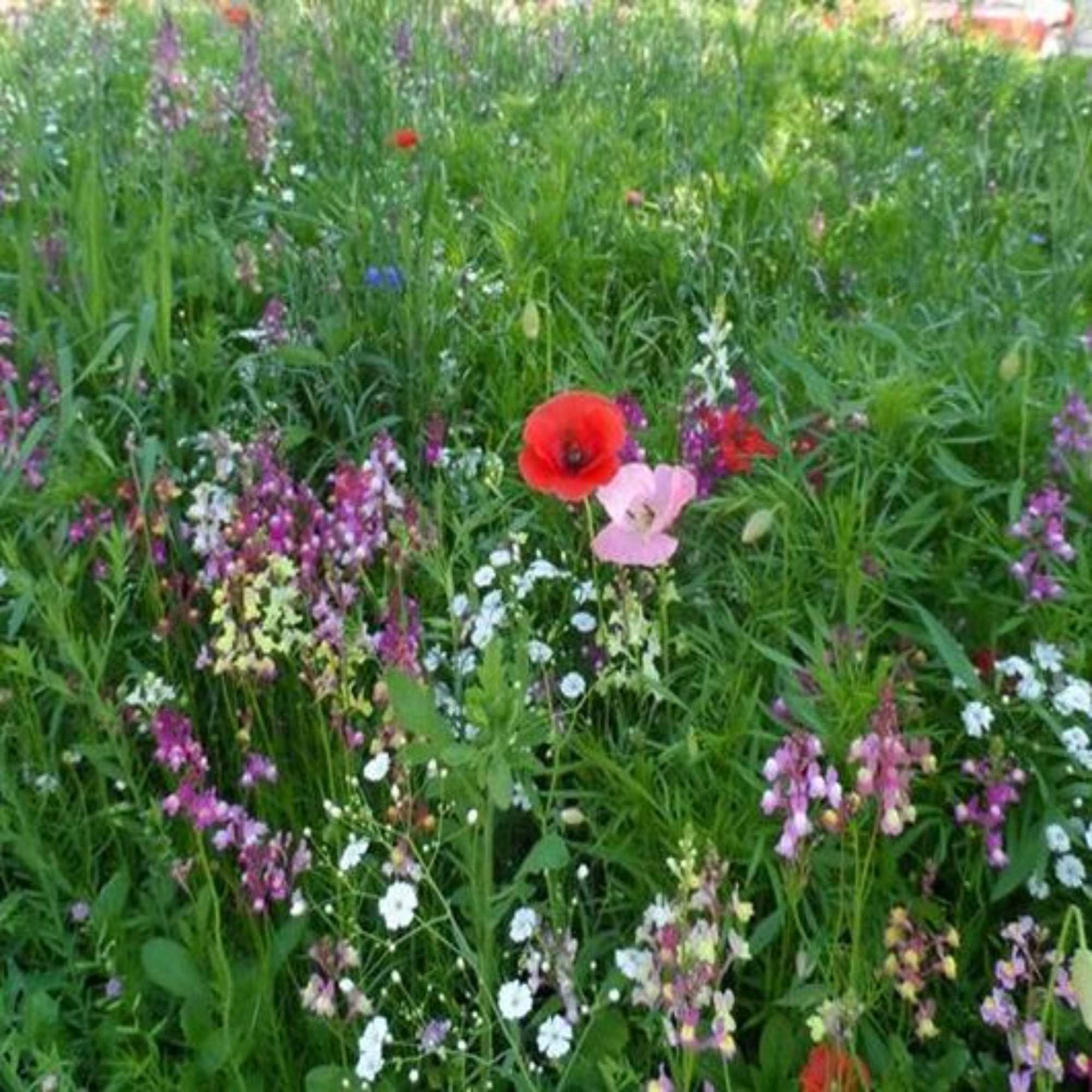 Impact Wildflower Range