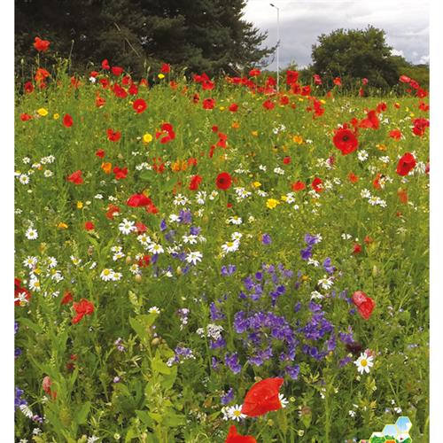 John Chamber Impact Classic Perennials Wildflower Seed Mix - Impact ...