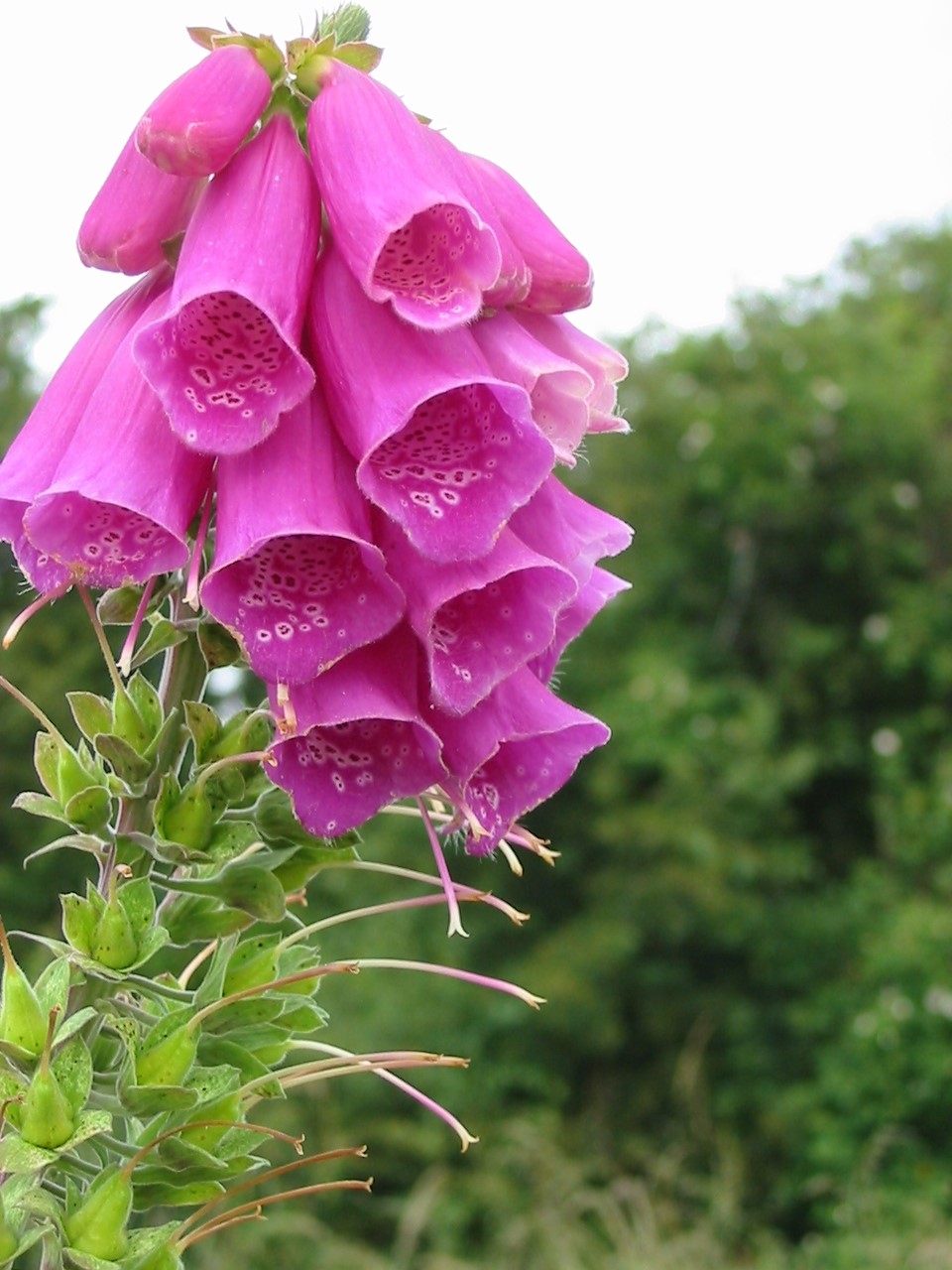 John Chambers Woodland & Shade Wildflower Plug Plants ...