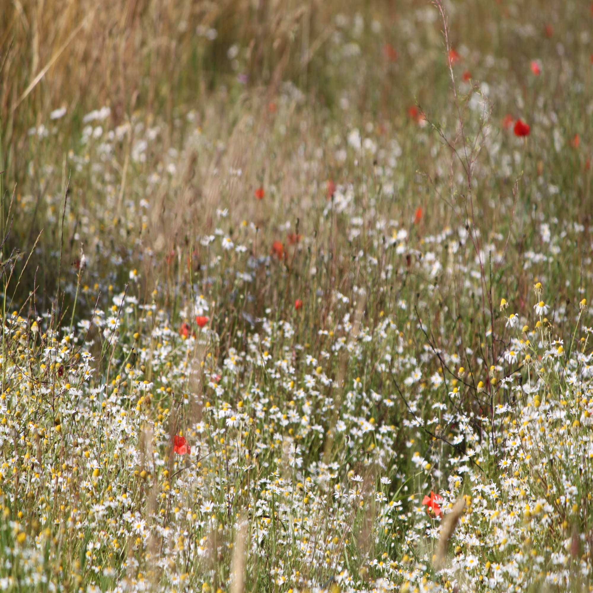 100% Wildflower Mixes