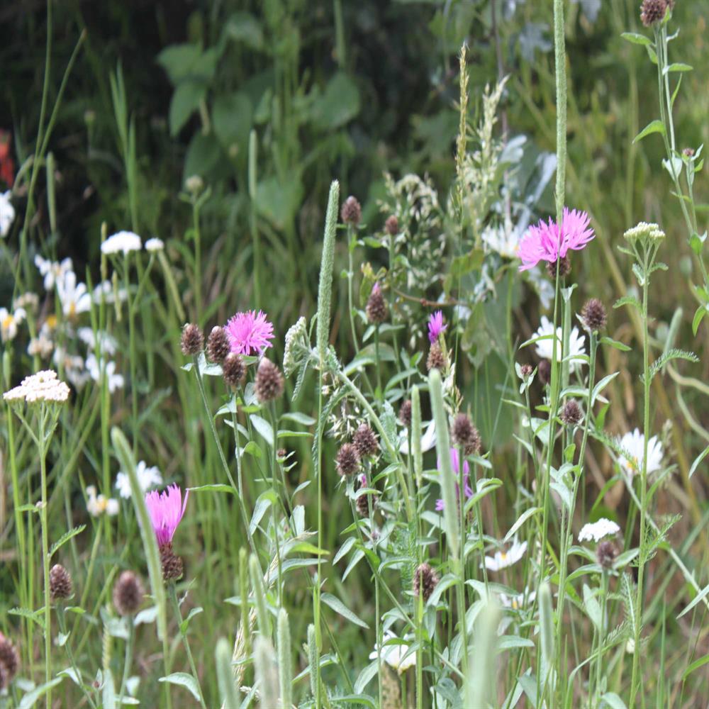 John Chambers Pro Basic 16 100 Wildflower Wildflower Seed Mix 100