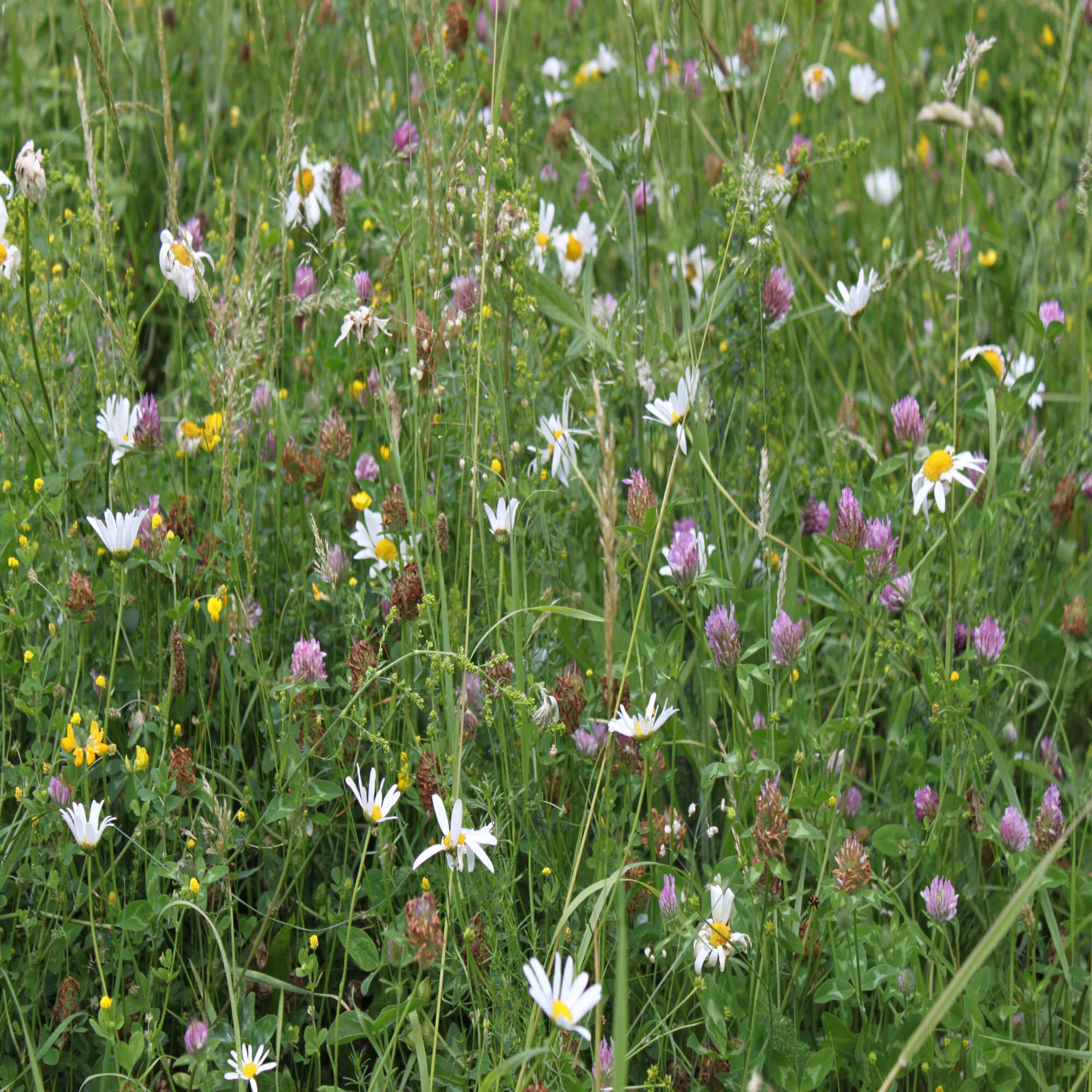 British Heritage Wild flowers