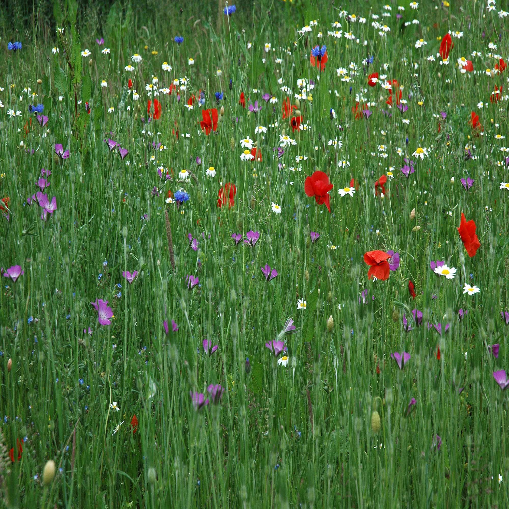 Wildflower Meadow Seed