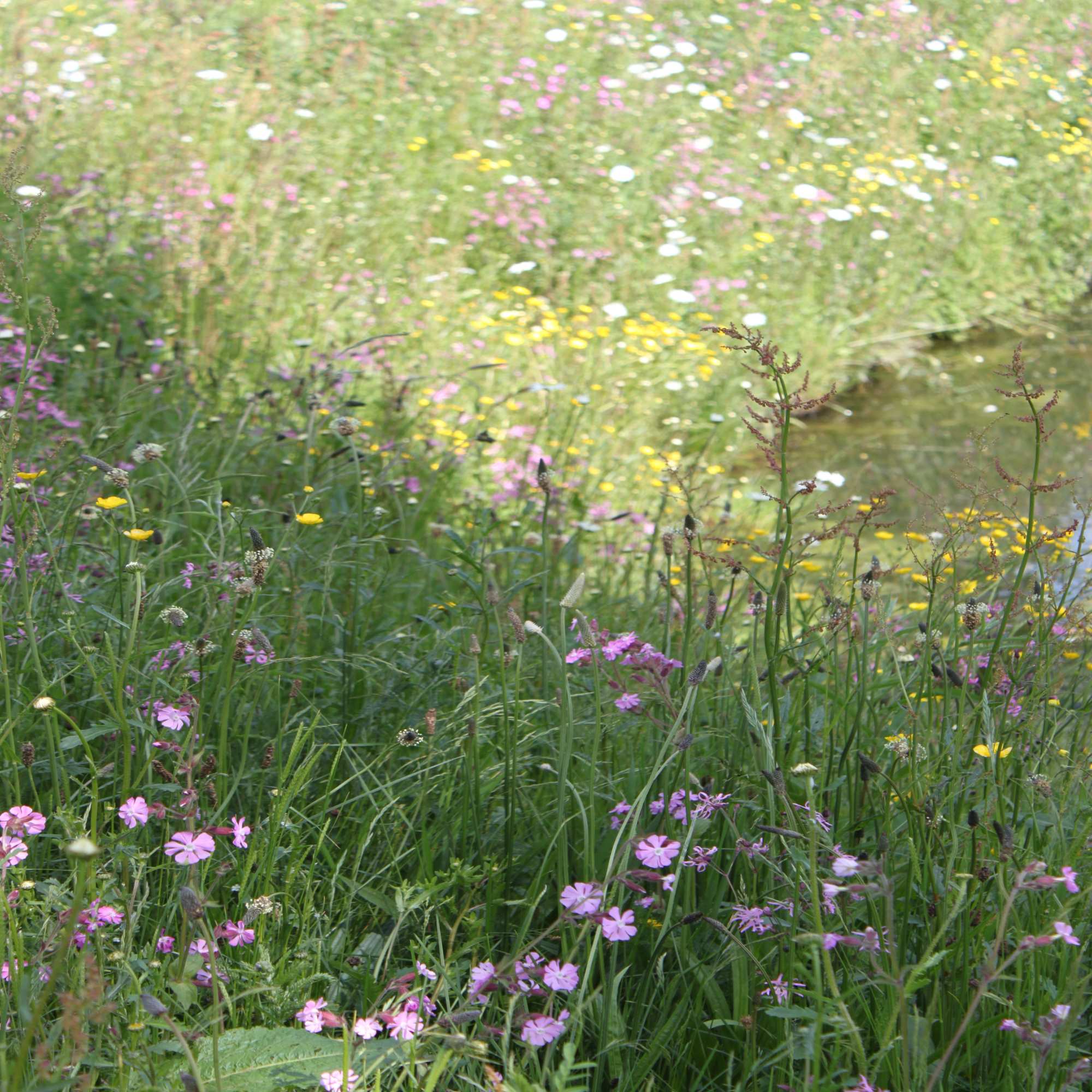 Perennial Wildflower Seeds