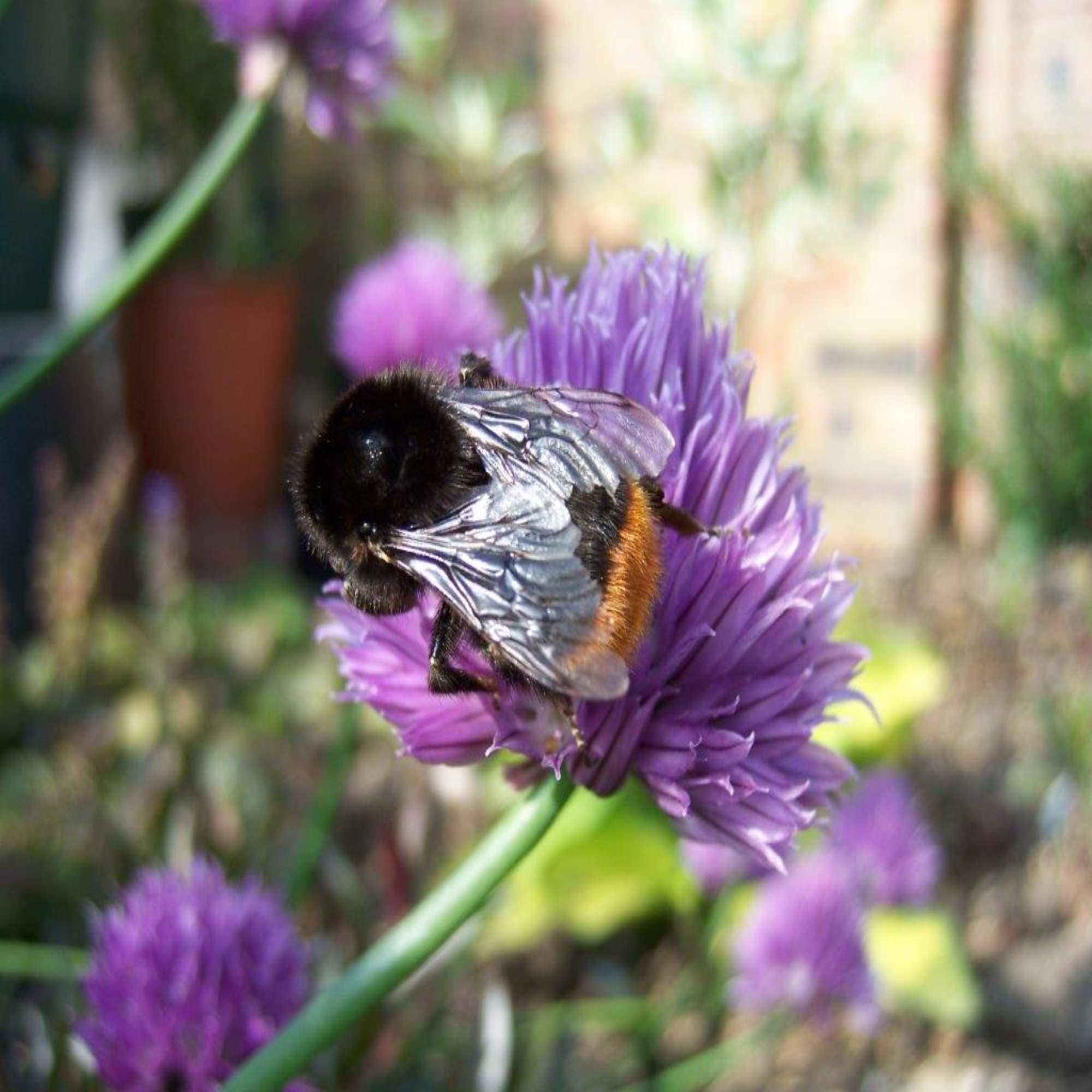 Protecting Bumble Bees