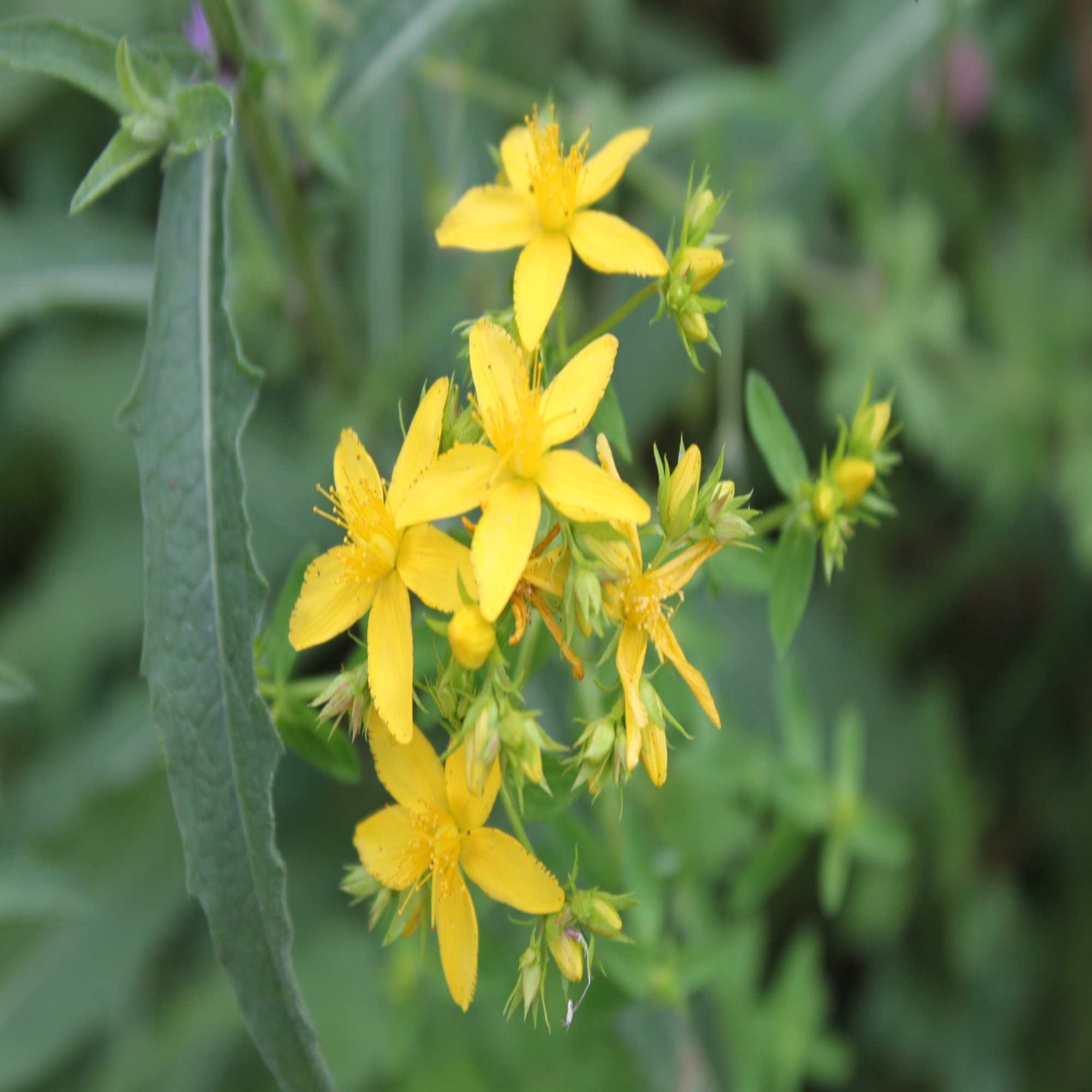 Yellow Wildflowers