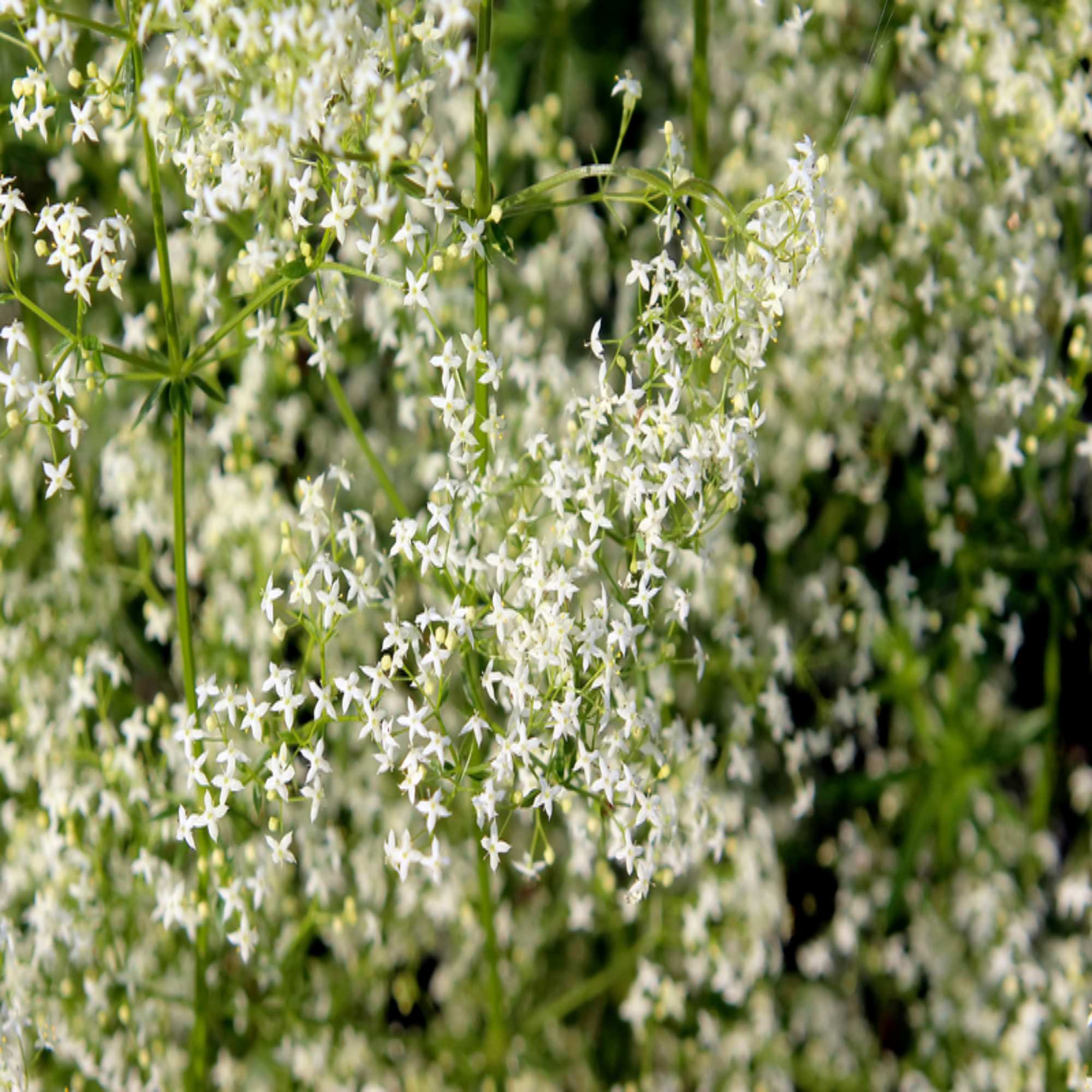 White Wildflowers