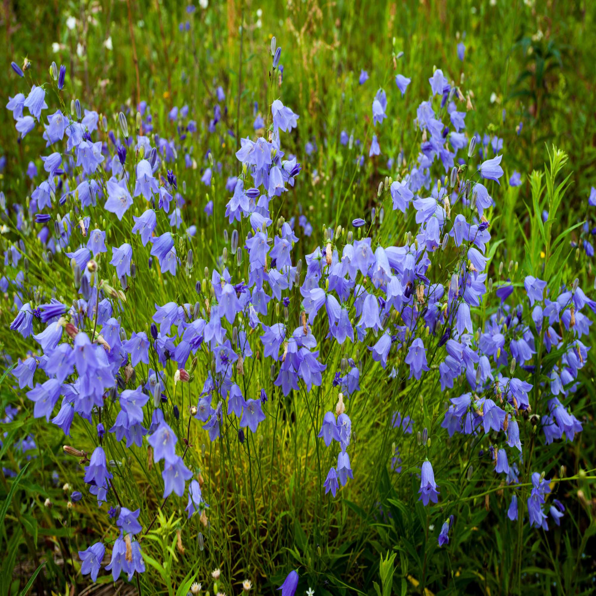 Blue Wildflowers