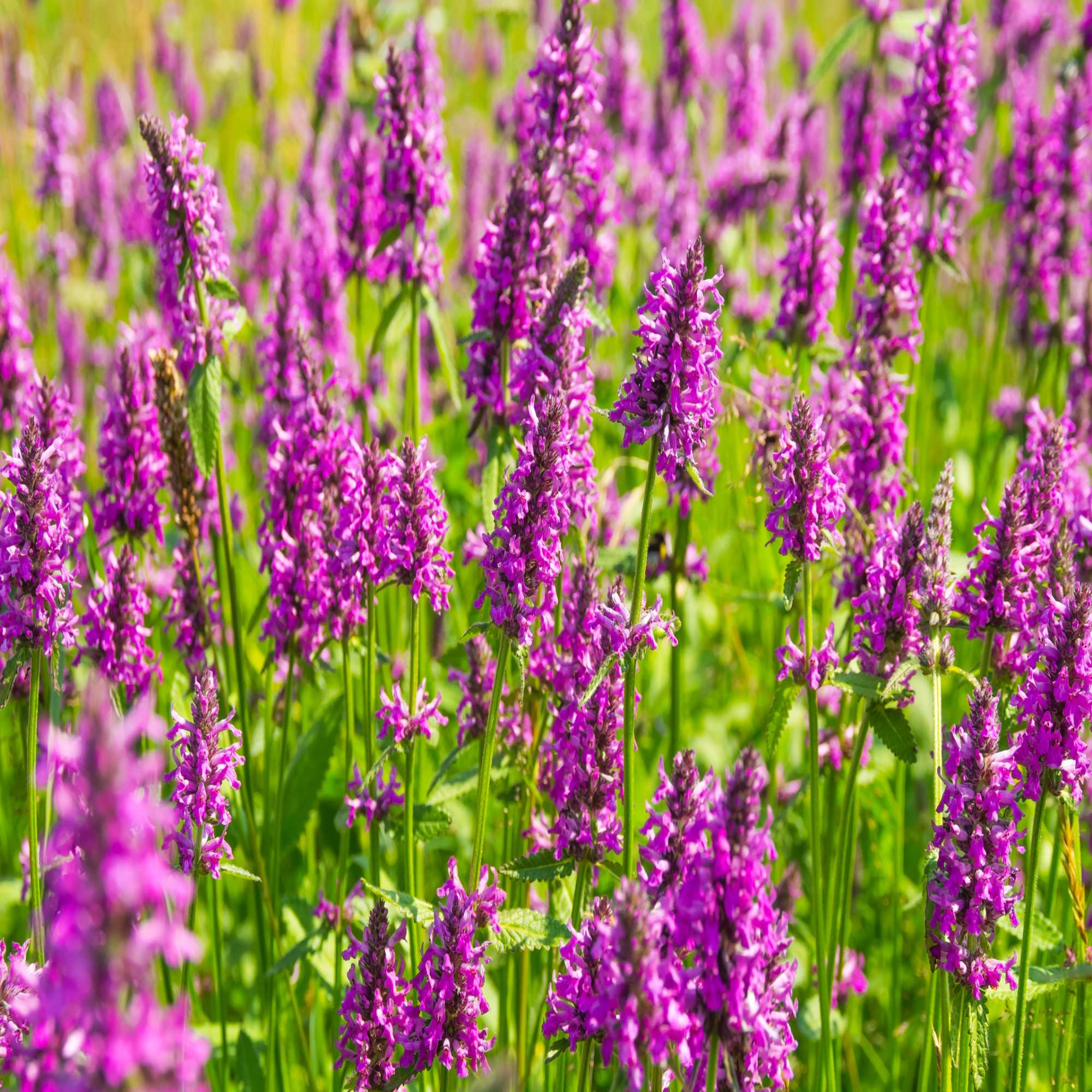 Purple Wildflowers