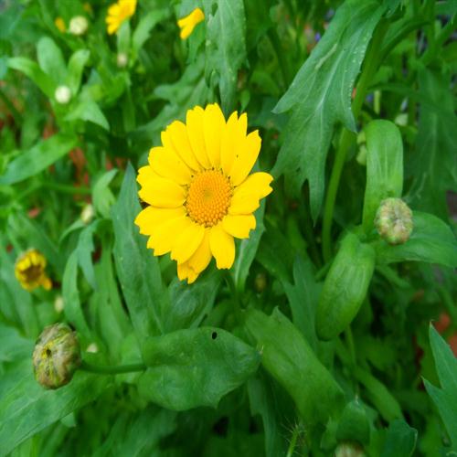 Corn Marigold Wildflower Seed John Chambers