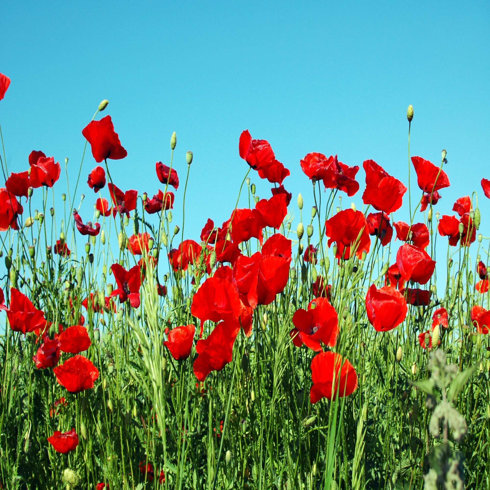 Red Wildflowers