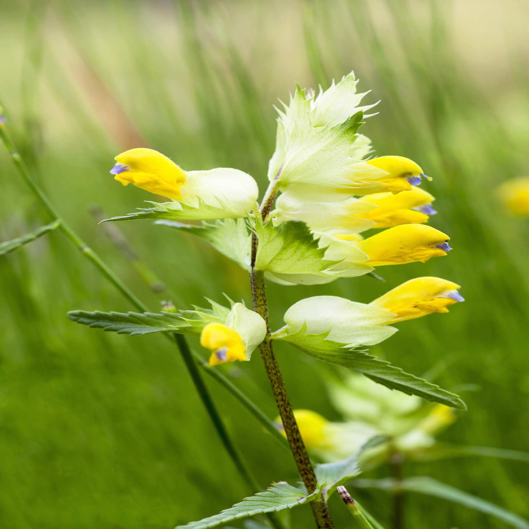 Yellow Rattle – Rhinanthus minor 2022 Yellow Rattle harvest