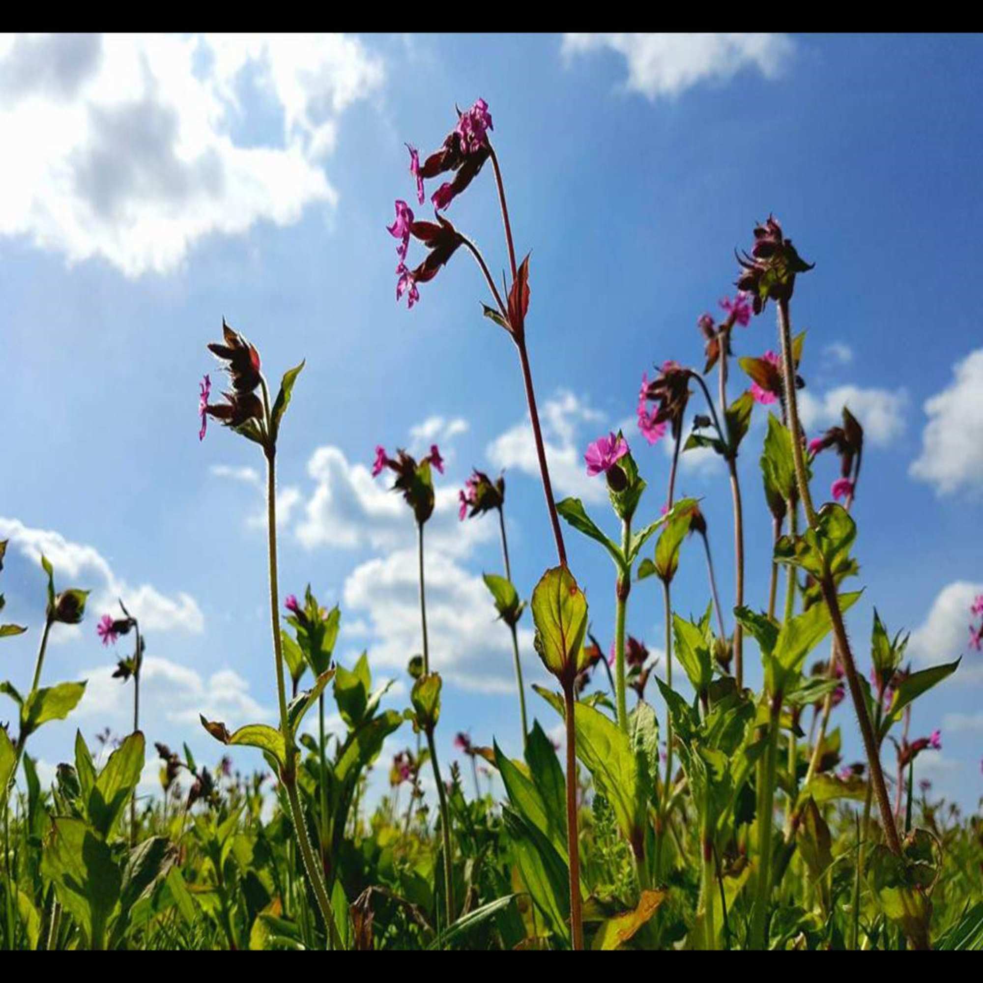 Wildflower Matting Turf