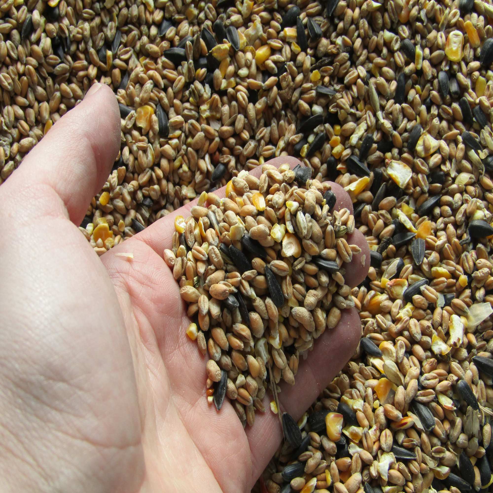 John Chambers Standard Wild Bird Food Bird Feeders & Seed John Chambers