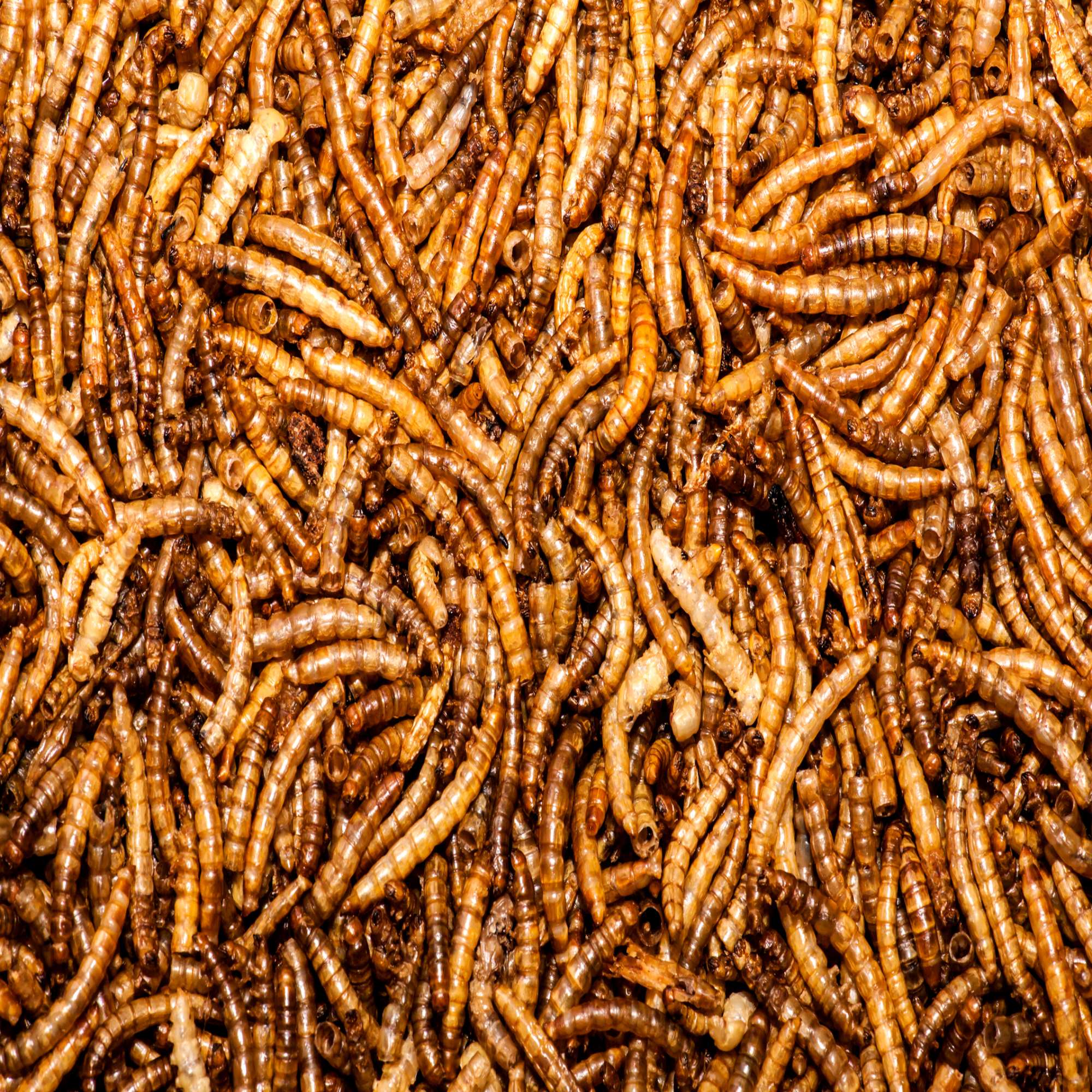 John Chambers Mealworms Bird Food Bird Feeders & Seed John Chambers